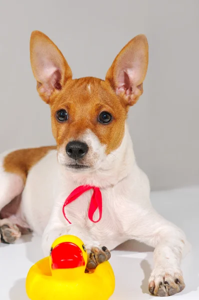 A dog with a red ribbon — Stock Photo, Image