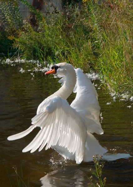 Tanzabend — Stockfoto