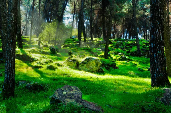 Karanlık ormanda ışık.