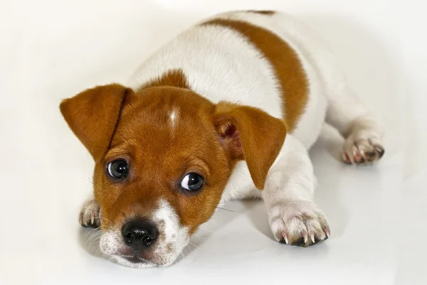 Puppy — Stock Photo, Image