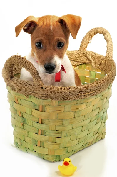 Small dog with a toy — Stock Photo, Image