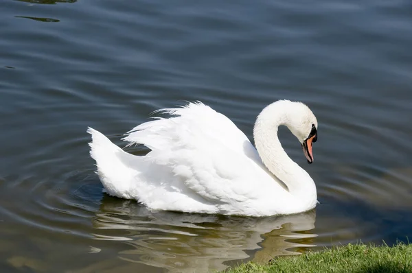 Schwan 3 — Stockfoto