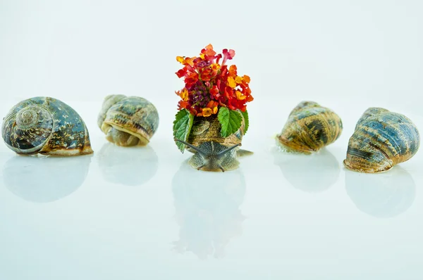 Snails celebration — Stock Photo, Image