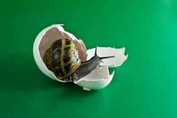 Salyangoz ve yumurta