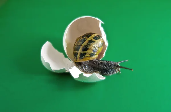 Snail in egg — Stock Photo, Image