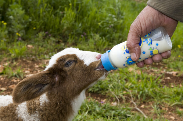 Hand feeding lambs