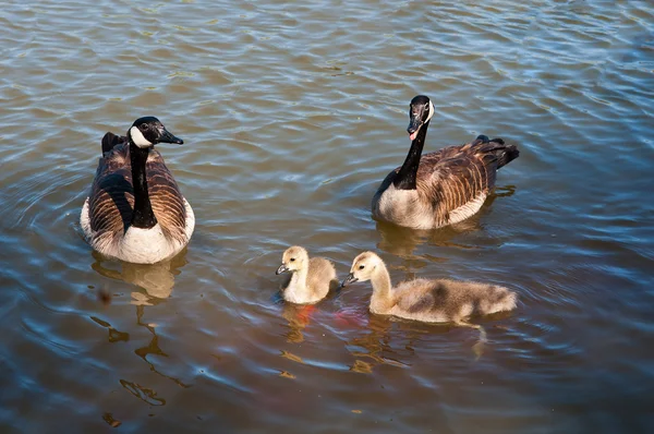 Kanadensiska gäss på promenad — Stockfoto