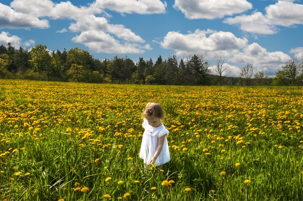 In un prato di fiori gialli — Foto Stock