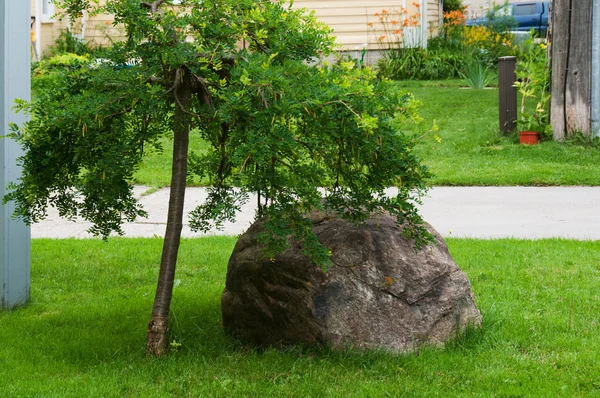 Grote boulder in de buurt van de boom — Stockfoto