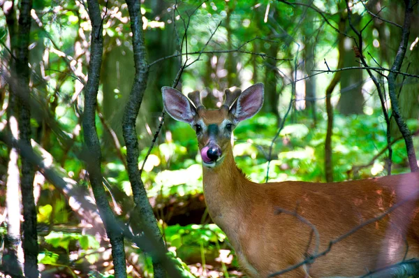 Roe deer in the woods — Stock Photo, Image