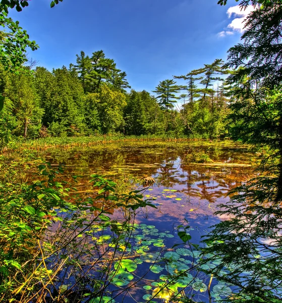 Pequeño lago en el bosque — Foto de Stock