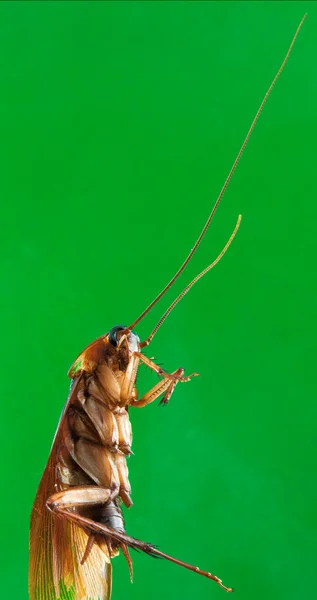 Kackerlacka med långa antenner — Stockfoto