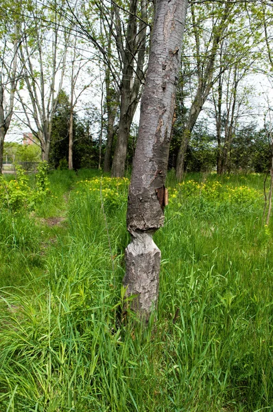 Yıkık ağaç — Stok fotoğraf