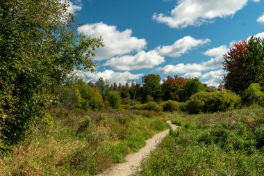 Mavi gökyüzünün altında vahşi bir tarladan ormana giden beyaz bulutlu bir patika.