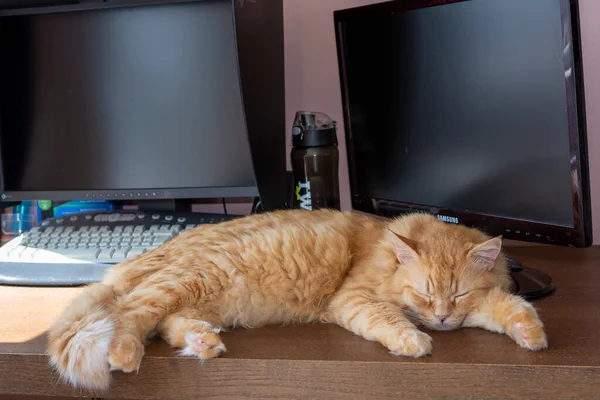 Pet Gato Vermelho Deitar Adormeceu Mesa Com Monitores — Fotografia de Stock