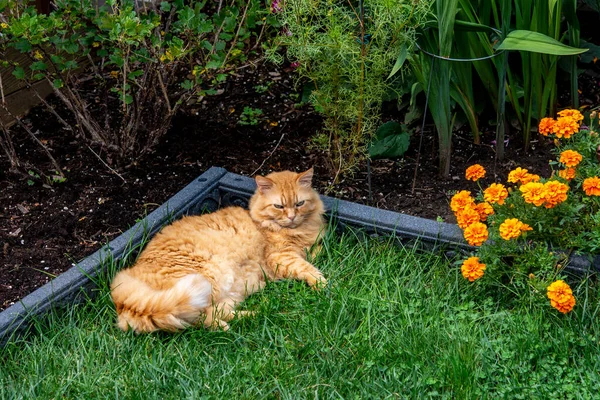 Prachtige Gemberkat Een Warme Herfstdag Liggend Het Groene Gras — Stockfoto