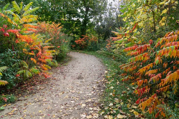 Autunno Dipinge Gradualmente Cespugli Gli Alberi Con Colori Luminosi Magici — Foto Stock