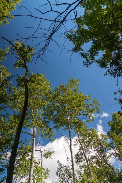Uzun Yaprak Döken Ağaçlar Beyaz Bulutlarla Mavi Gökyüzüne Yükseldi — Stok fotoğraf