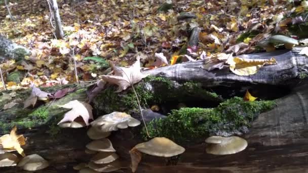 Autumn Mushrooms Honey Fungus Fallen Old Tree — Stock Video