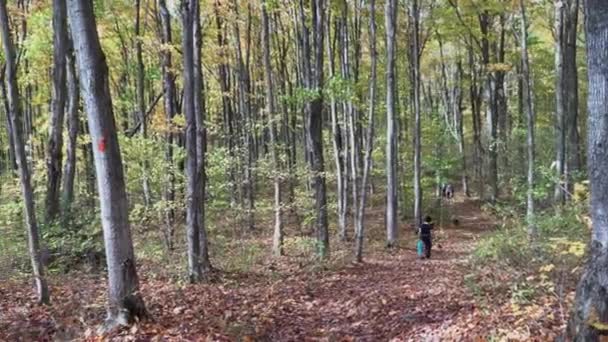 一个女人走过秋天的森林 — 图库视频影像