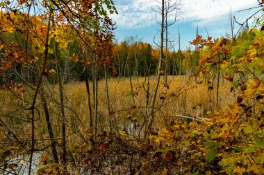 Bataklıktaki çimenler bataklıktaki su buharlaşınca soldu ve kurudu.