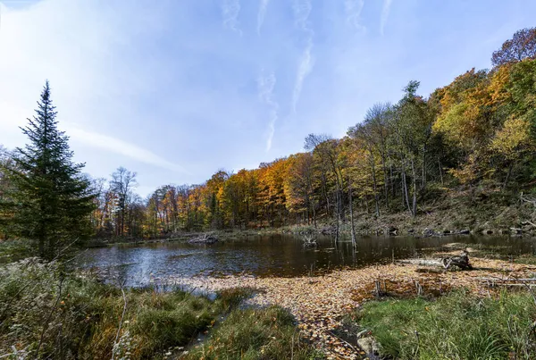 Bir kunduz ailesi orman gölündeki eski dallardan bir ev inşa etti.
