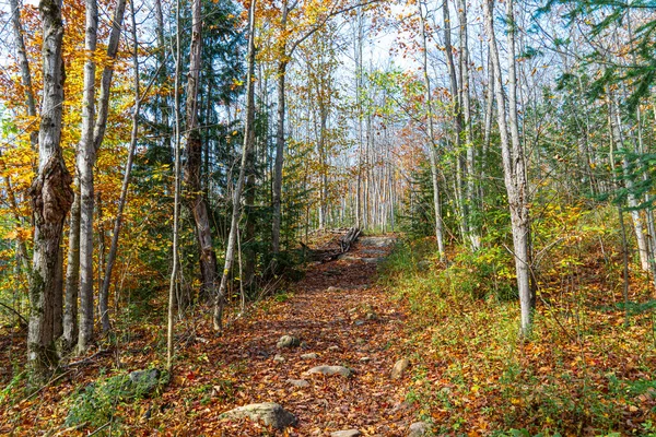 Automne Jonchait Les Sentiers Des Forêts Feuillus Ontario — Photo