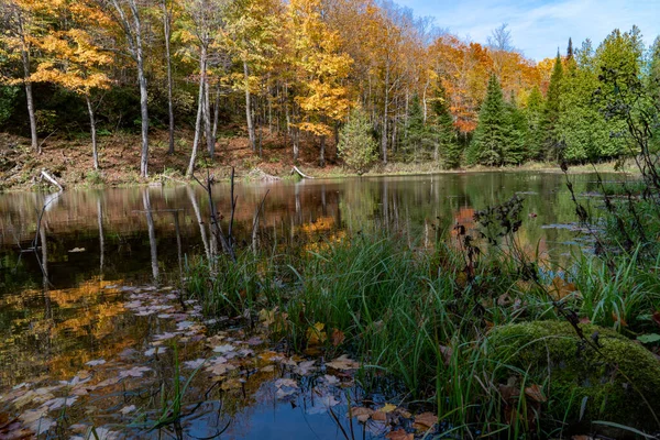 Belle Forêt Automne Reflète Dans Eau Calme Petit Lac Calme — Photo