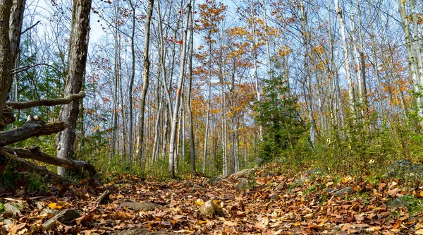 Otoño Llegó Los Bosques Silvestres Deciduos Ontario Los Cubrió Con —  Fotos de Stock
