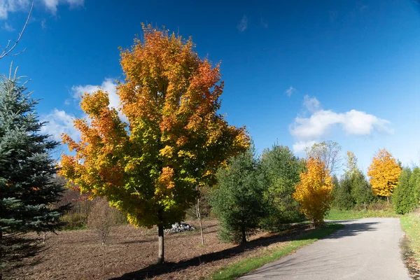 Fragment Van Een Veld Met Herfstbomen Verschillende Herfstkleuren — Stockfoto