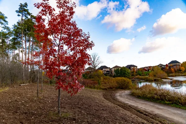一棵小红枫树孤零零地站在一个小湖畔的犁地里 — 图库照片