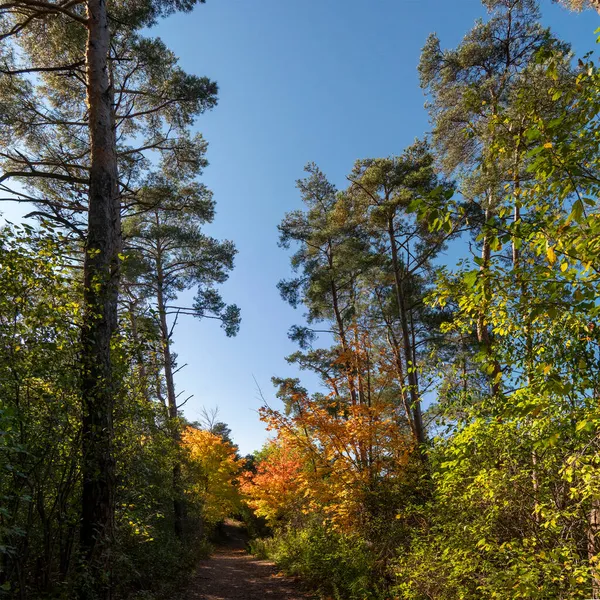 Trail Trees Decorated Colored Autumn Leaves Passes Pine Forest — Stock Photo, Image