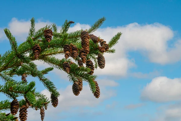 白い雲の背景を持つ青い空に対して松のコーンで覆われたモミの枝 — ストック写真