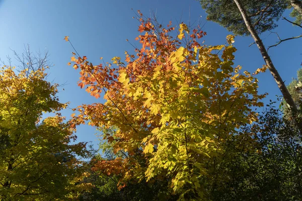Herfstboom Als Herfst Boeket Van Kleurrijke Bladeren — Stockfoto