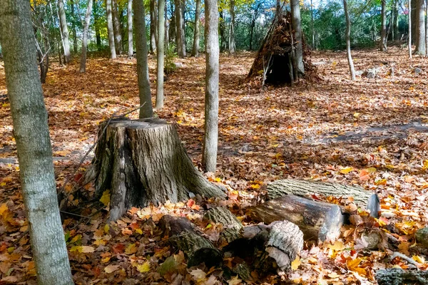 Stará Opuštěná Chatrč Podzimním Lese Velký Pařez Řezivo — Stock fotografie