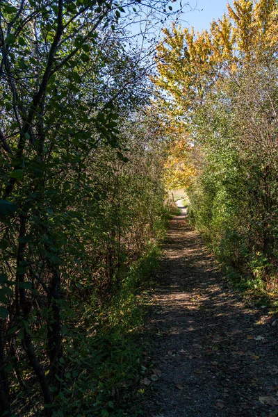 Camino Desde Bosque Oscuro Pasa Través Densos Arbustos Hacia Prado —  Fotos de Stock