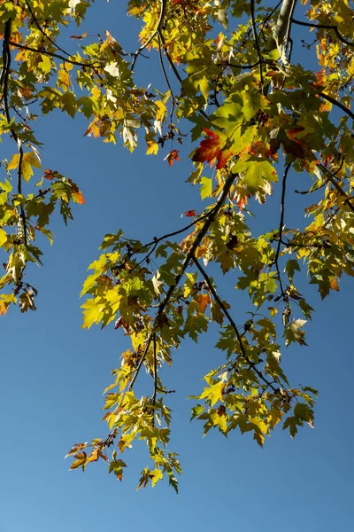 Hangende Takken Van Herfst Esdoorn Een Achtergrond Van Blauwe Heldere — Stockfoto