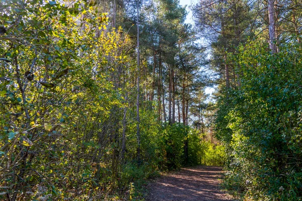 Ranní Slunce Ozářilo Vysoké Borovice — Stock fotografie