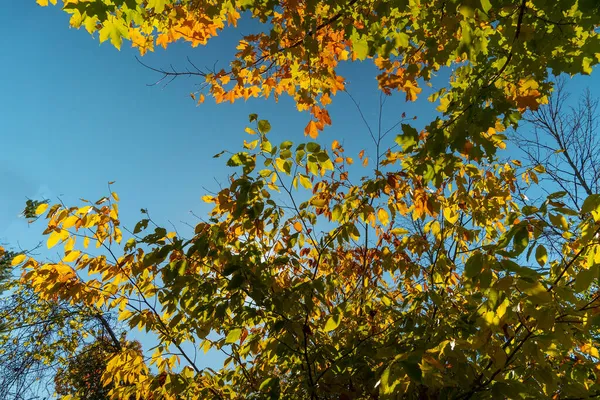 Hangtakken Van Kleurrijke Herfstbomen Creëerden Een Natuurlijke Collage Van Herfstgebladerte — Stockfoto