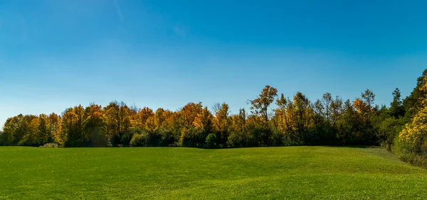Őszi Erdő Nagy Zöld Rét Ellen Kék Panoráma — Stock Fotó
