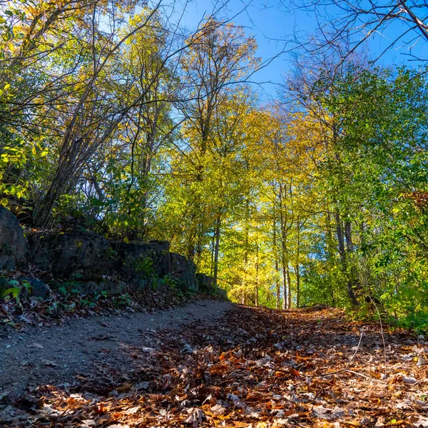 Road Strewn Fallen Dry Leaves Leading Uphill Maple Grove — Stock Photo, Image