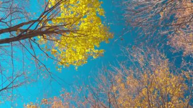 Altın yapraklar hala sonbahar ağaçlarının tepesine yapışıyor.