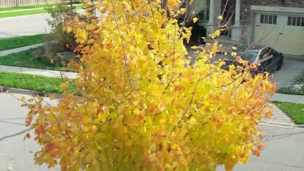 Jovem Árvore Bordo Com Folhas Outono Amarelo Dourado Grama Verde — Vídeo de Stock