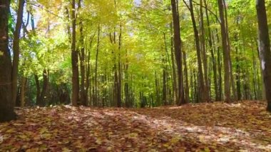 Sonbahar akçaağaç koruluğunun dikey altın yapraklı panorama videosu
