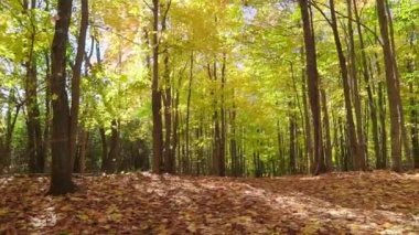 Dağdan sonbahar ormanına giden yolun olduğu ormanın video panoraması.