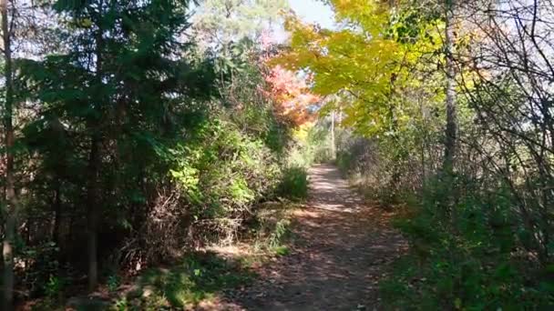 Vertikales Videopanorama Einer Straße Herbst Die Den Wald Führt — Stockvideo