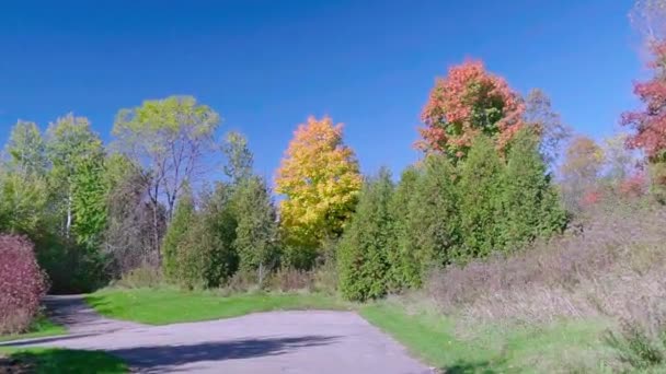 Fragment Asphalt Road Colorful Trees Going Mountain Autumn Forest — Stock Video