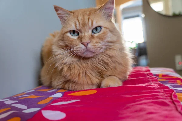 Kırmızı Yatakta Uzanan Bir Kedinin Yumuşak Odağı — Stok fotoğraf