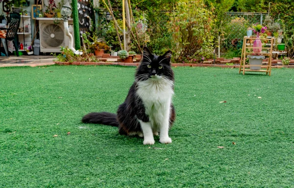 Czarny Kot Białymi Wąsami Siedzi Środku Zielonego Trawnika — Zdjęcie stockowe