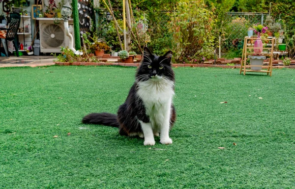 Beyaz Bıyıklı Siyah Bir Kedi Yeşil Çimlerin Ortasında Oturuyor — Stok fotoğraf